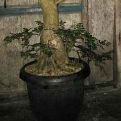 Tardi laras Campursari Ireng Manis.mp3