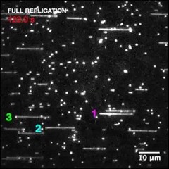 Caught On Video: How DNA Replicates