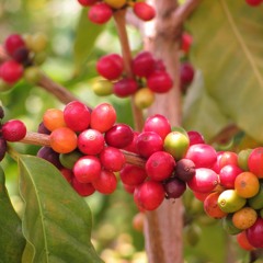 Climate Change Could Lead to Coffee Crisis