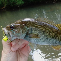 Episode #3: Bluelinin' for Redeye Bass with Matt Lewis