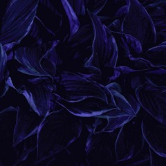 Harrison BDP - Decompression