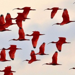 WOLOSSO TRAP reloaded