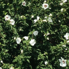 dog days are over (cover)