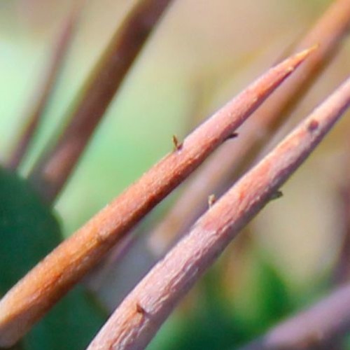 Android is better than iPhone