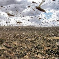 Rtilary & Known Locust - The Swarm (prod By Known Locust)