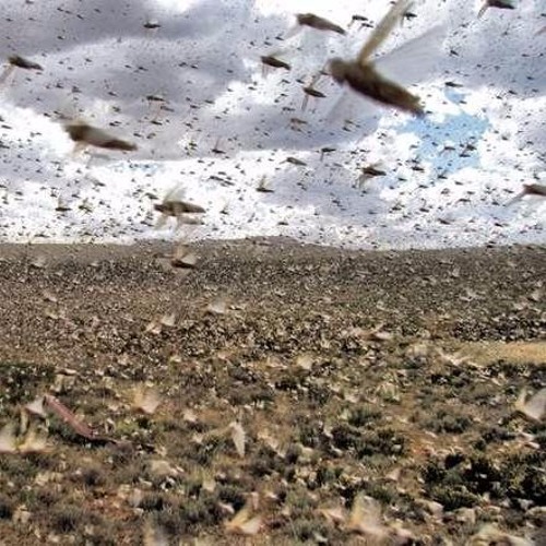 Rtilary & Known Locust - The Swarm (prod By Known Locust)