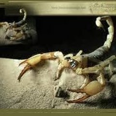 Alacrana Lavada- Terkos De La Sierra