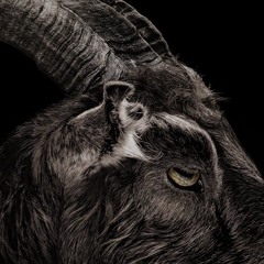 Black Phillip mix 1