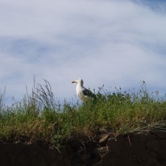 Ammati Aina Abee عمتي اين ابي
