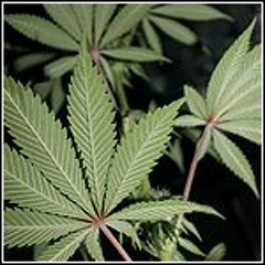 FAYTAS X TAI MANO DEGUONIS