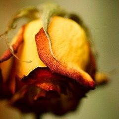 wilted and deadish yellow