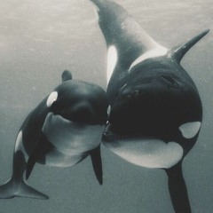 Elevated Orca (Original Mix)