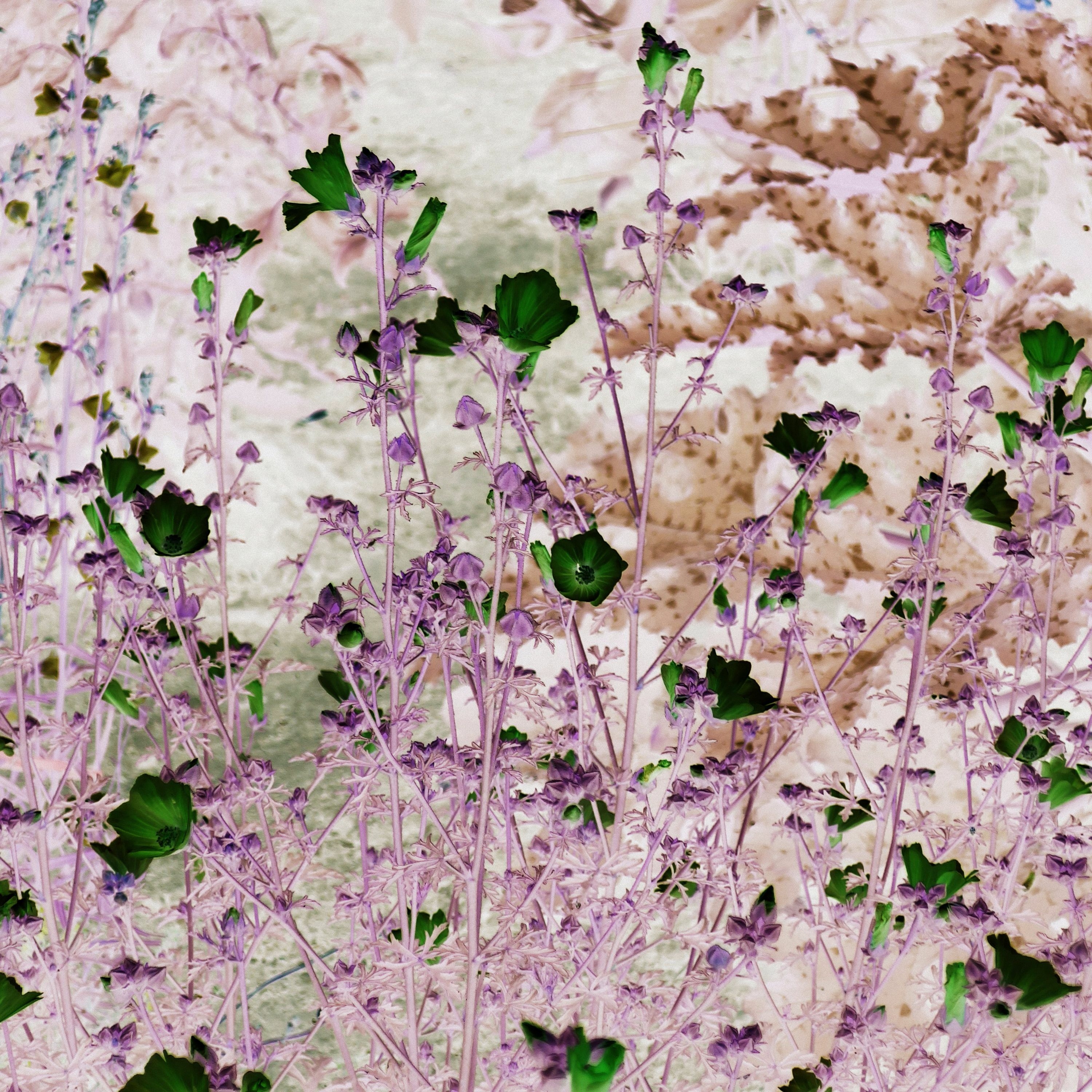 Brangassivo\'s Feed