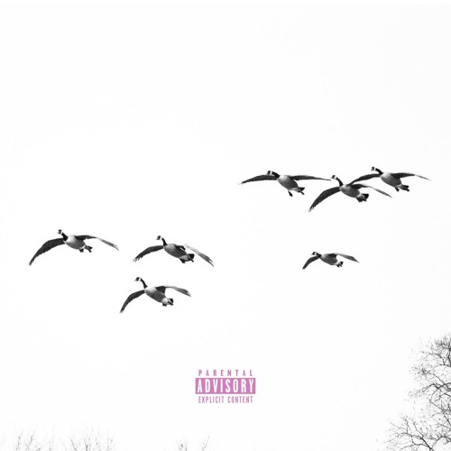 Let the Birds Fly | Raisi K.