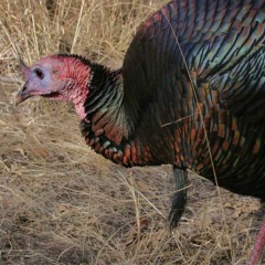 Turkey In The Straw & The Mason's Apron