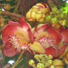 Chameleon (rearranged)