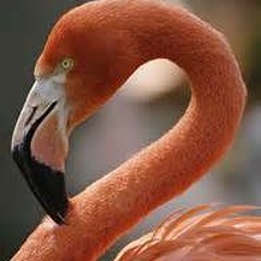 MARTNN - FLAMINGOS *EXCLUSIVE*