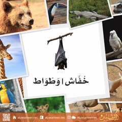 خفاش / وطواط