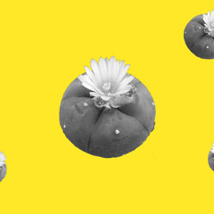 Salon2-015- Mary Porter: "Mary Porter's Peyote Church"