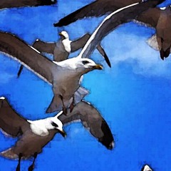 Seagulls Screaming Kiss Her Kiss Her