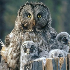 Arrogant Owl