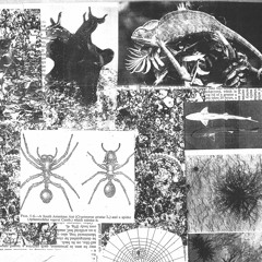 Animal Camouflage Pt. 1 (full)