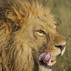 Lion Order