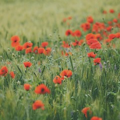 Pema Chördrön - Heal Yourself In The Now