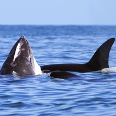 Transients hunting on Minke whale