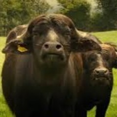 Dub Phizix & Strategy - Junglist Charge / Buffalo Dub 【Tribal Connection Dubplate】