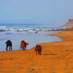 DOG - Danna & Blanco