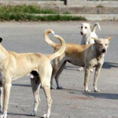 Rastara Kukura/Kolkata street dogs