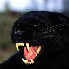 Panther And Prey