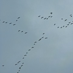 Michel Sardou - Je vole (Cover by Amelie and myself)