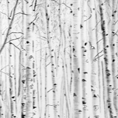 Silver Birch Grove