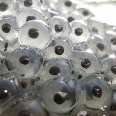 Frogspawn
