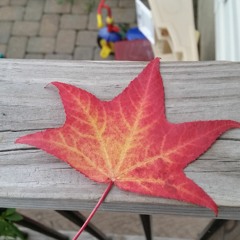 Fall is Here