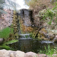 ישי ריבו יגדל