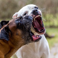 Dog to Dog Rough Play - Pt. 1