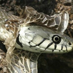 Last Days (Prod. By Pe$o Bvndz)