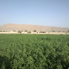 basit zaib