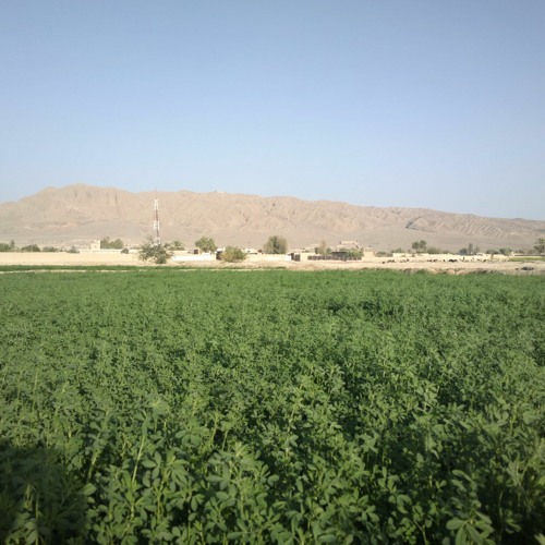 basit zaib