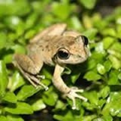 Frog Stomp 150bpm_WIP