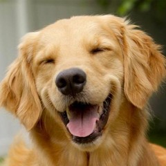 Dogs