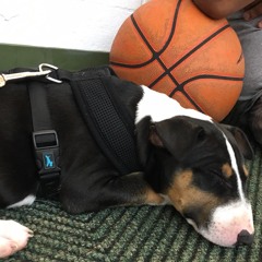 BAMA BOOMIN FREESTYLE - AJ Feat. Dogaws