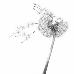 Arguments With Birds