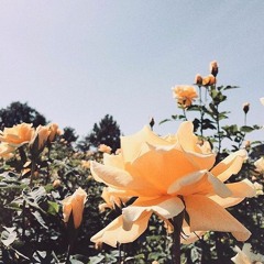 aimless - like spring
