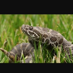 Dee - Snakes (Day Six).mp3