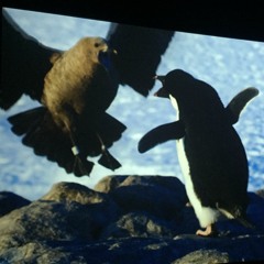 Shake It Out (Florence and the Machine Cover)