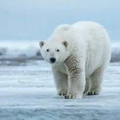 Courtney Kelly is a polar bear #baddy #kellybelly